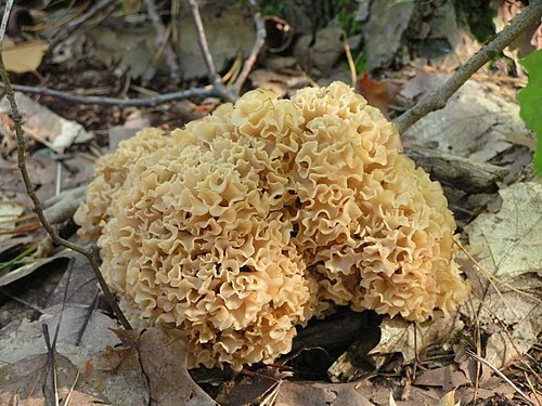 Another view of Cauliflower Fungus