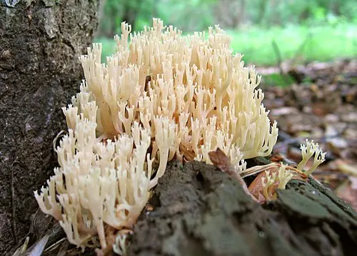 Crown-tipped Coral Fungus