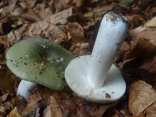 Green Brittlegill