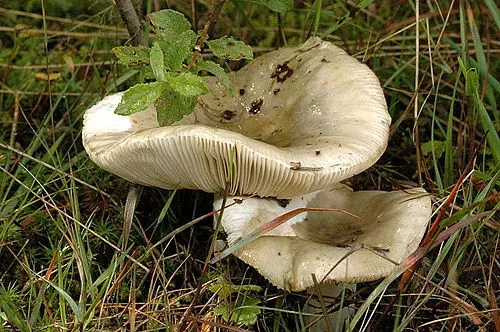 Another view of Green Brittlegill