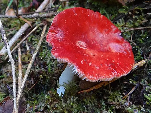 Hintapink Brittlegill