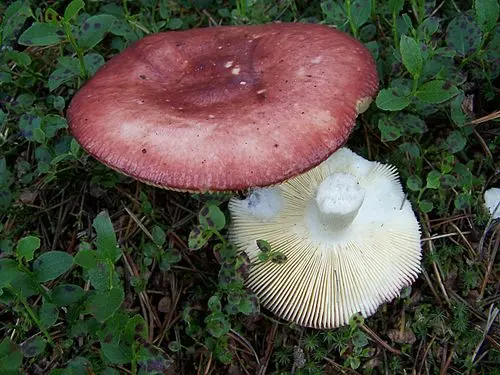 Another view of Hintapink Brittlegill