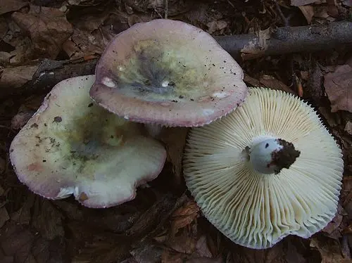 Another view of Fragile Brittlegill