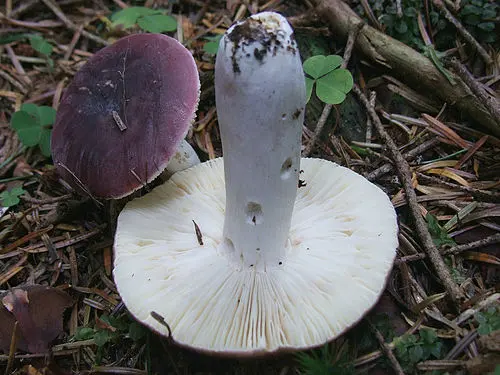 Another view of Primrose Brittlegill