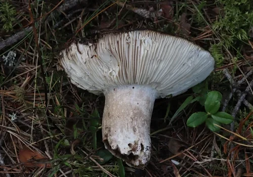 Another view of Acrid Blackening Brittlegill