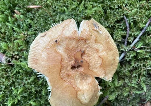 Bitter Almond Brittlegill