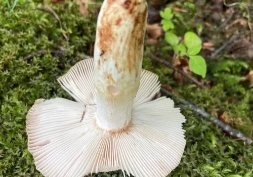 Another view of Bitter Almond Brittlegill