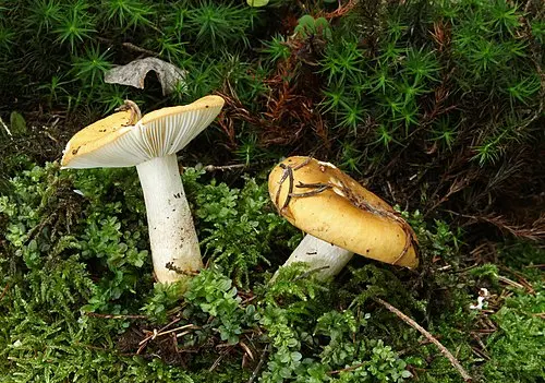 Ochre Brittlegill