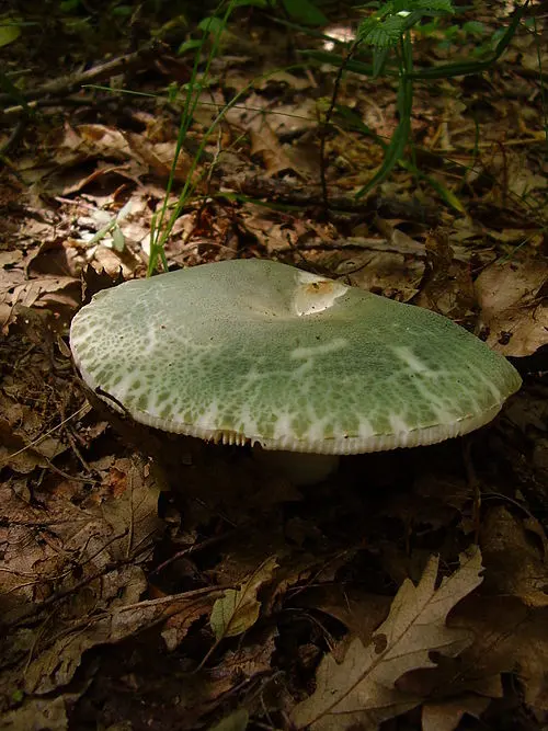 Green Russula