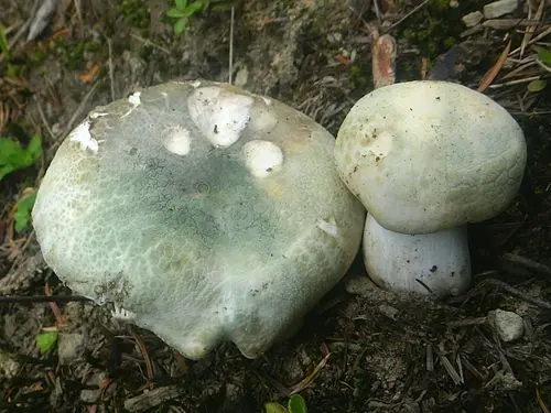 Another view of Green Russula