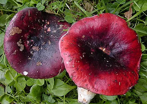 Purple Brittlegill