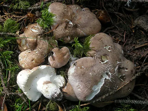 Another view of Sheep Polypore