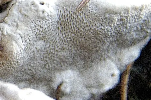 Another view of Conifer-base Polypore