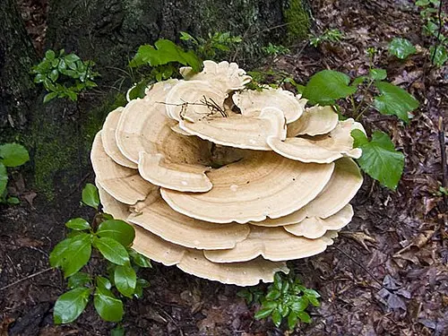 Berkeley's Polypore
