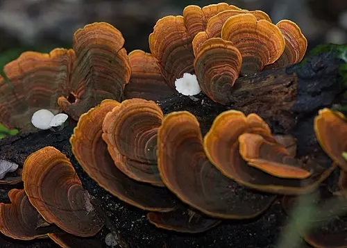 False Turkey-tail