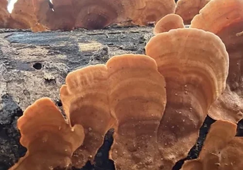 Yellowing Curtain Crust
