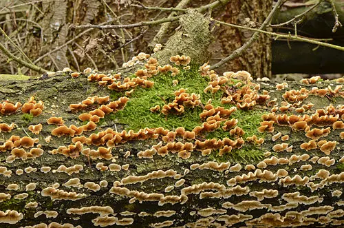 Another view of Hairy Curtain Crust
