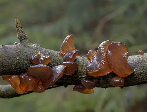 Amber Jelly Fungus