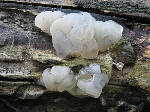 White Brain Fungus