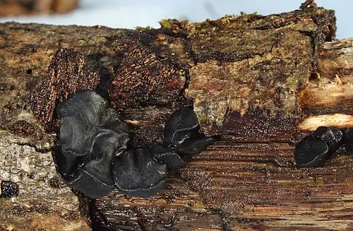 Black Witches' Butter