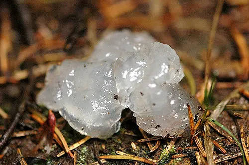 Crystal Brain Fungus
