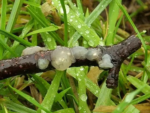 Another view of Crystal Brain Fungus