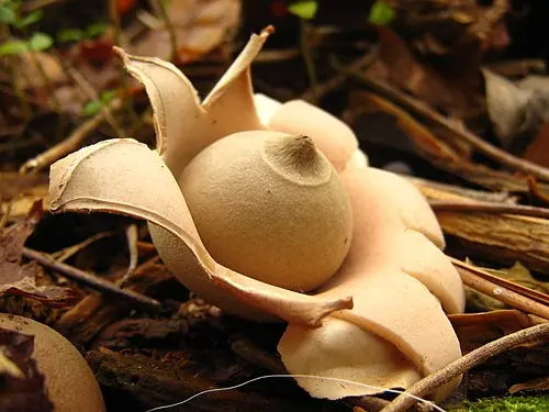 Another view of Rounded Earthstar