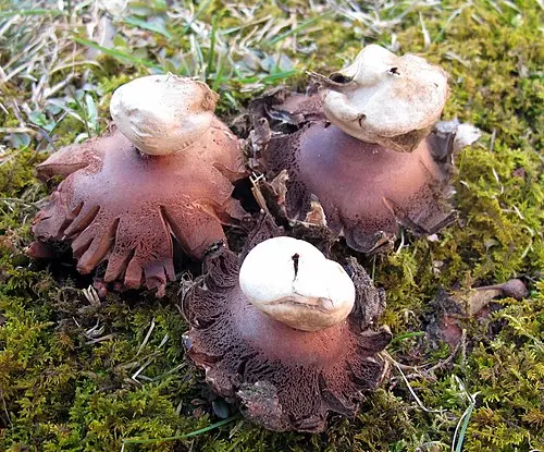 Rosy Earthstar
