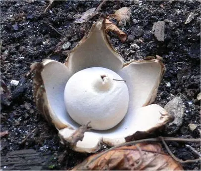Sessile Earthstar