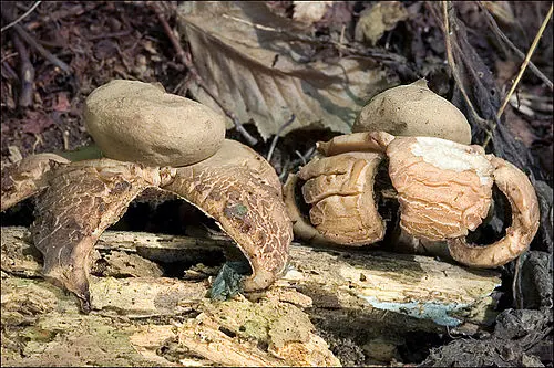 Another view of Collared Earthstar