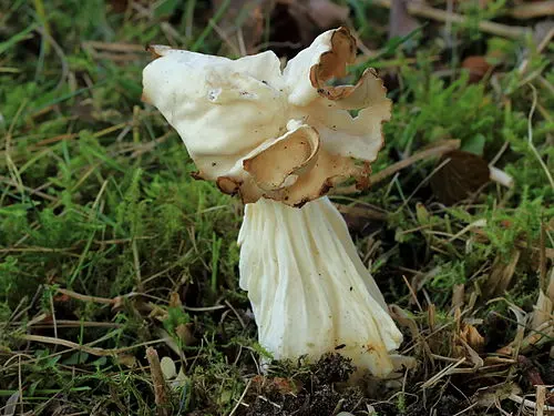 White Saddle