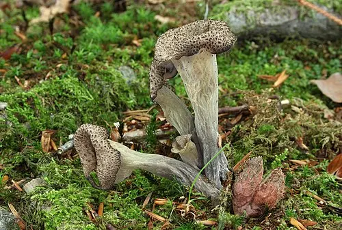Horn of plenty