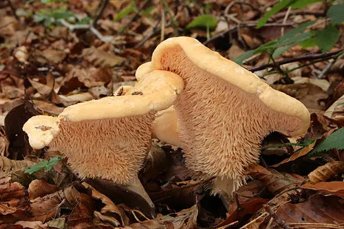 Wood Hedgehog