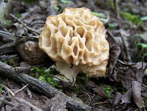 Another view of Yellow Morel