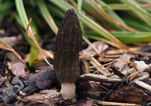 Another view of Black Morel