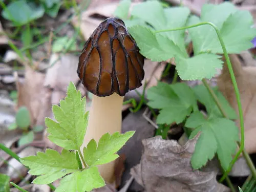 Semifree Morel