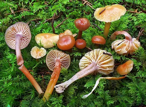 Heath Waxcap