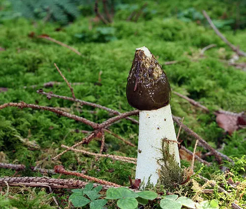 Stinkhorn