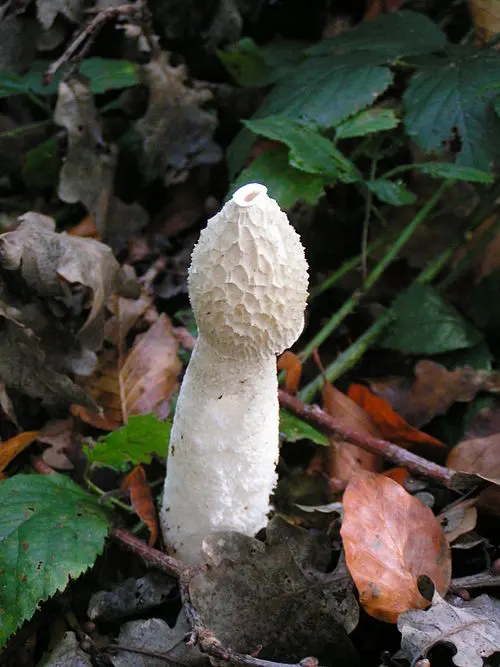 Another view of Stinkhorn
