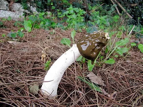 Another view of Stinkhorn