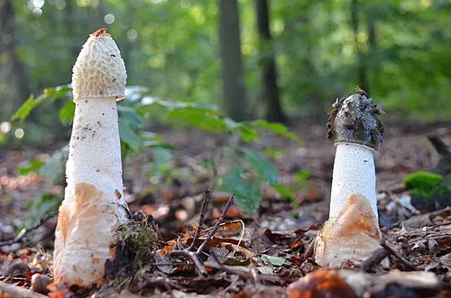Another view of Stinkhorn