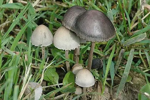 Petticoat Mottlegill