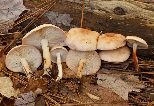 Spotted Collybia