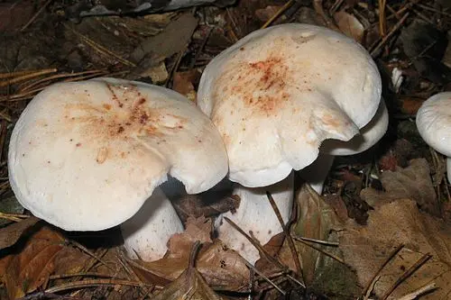 Another view of Spotted Collybia