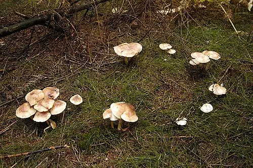 Another view of Spotted Collybia
