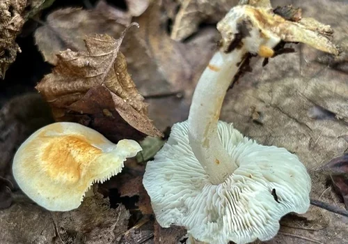 Straight-stemmed Marasmius