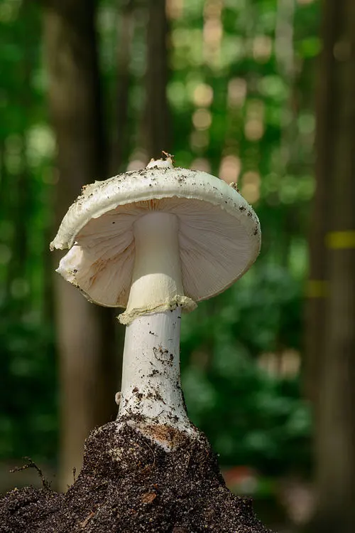 Another view of False Death-cap
