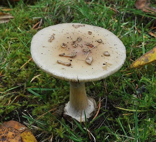 Another view of False Death-cap