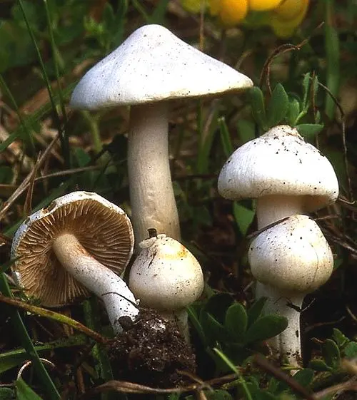 White Fibrecap
