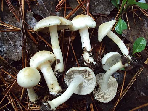 Another view of White Fibrecap